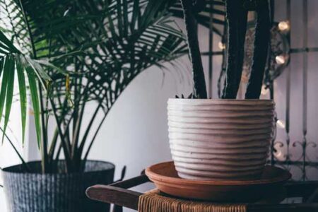5 Essential Design Tips for Houseplants Image